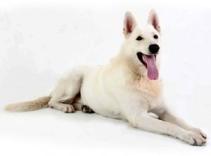 alex-de-blancanieves